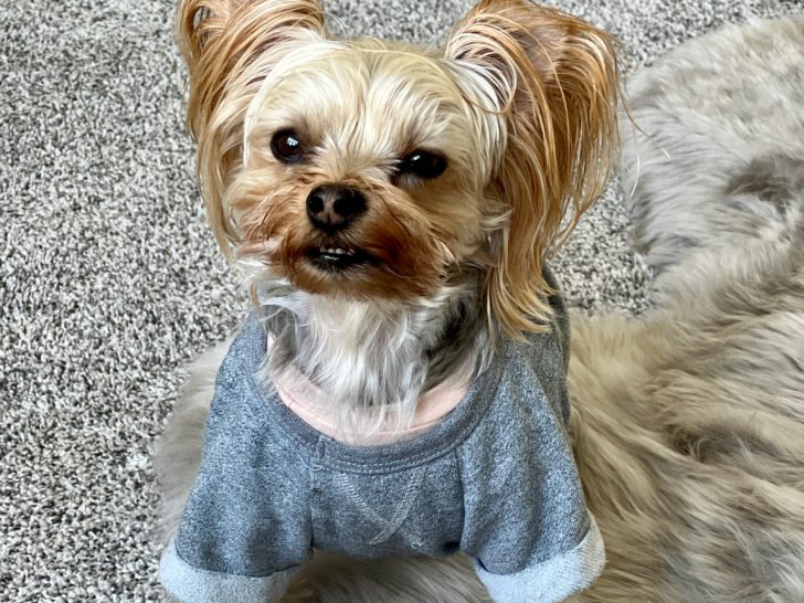 A small dog with long, light brown fur and upright ears sits on a gray shaggy rug, wearing a rolled-sleeve blue sweater and looking up at the camera—perfect for anyone interested in Yorkie training or understanding Yorkie behavior.