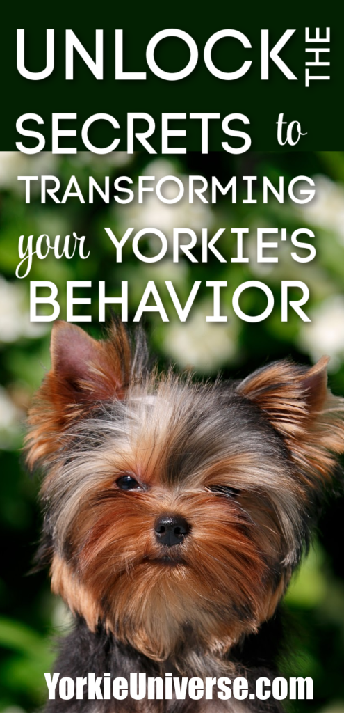 A Yorkshire Terrier sits outside with greenery in the background. Text over the image reads, “Unlock the secrets to transforming your Yorkie’s behavior with expert training. YorkieUniverse.com.”.