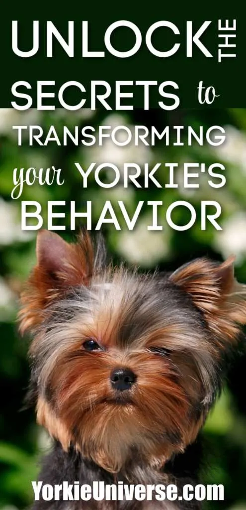 A Yorkshire Terrier sits outside with greenery in the background. Text over the image reads, “Unlock the secrets to transforming your Yorkie’s behavior with expert training. YorkieUniverse.com.”.