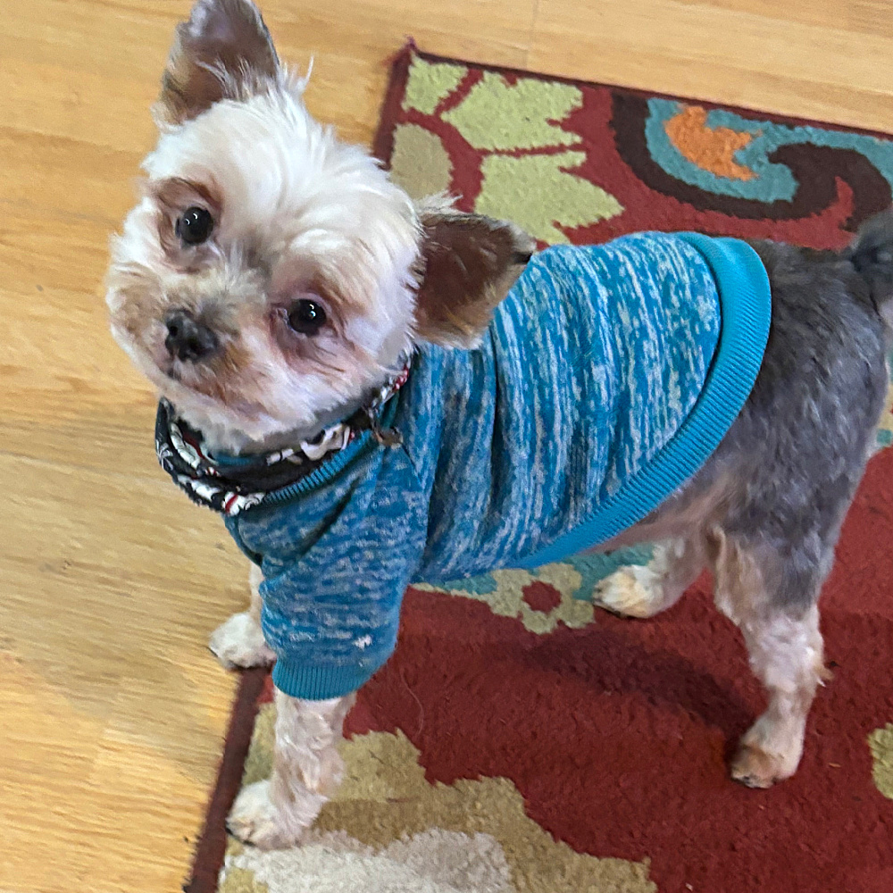 A small dog with light brown and gray fur wears a blue sweater and stands on a colorful rug and wooden floor, looking up at the camera with its head slightly tilted—a perfect pose for capturing Yorkie behavior.