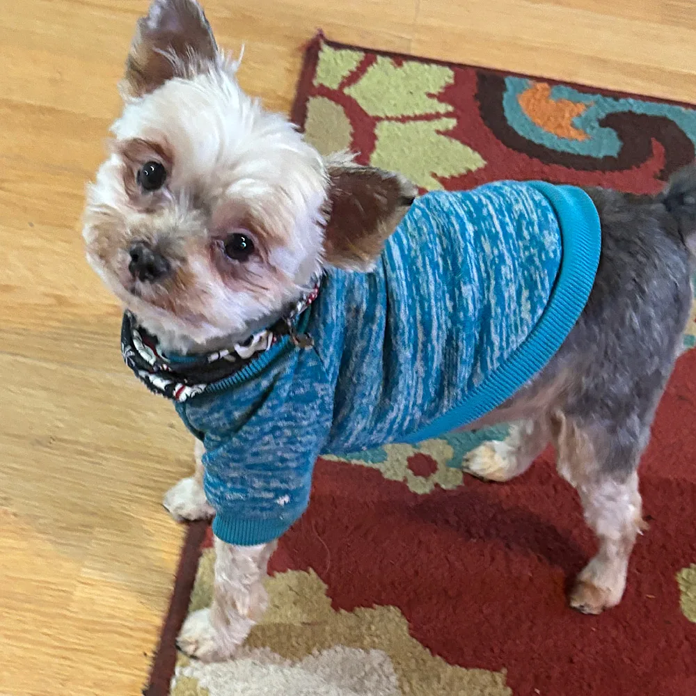 A small dog with light brown and gray fur wears a blue sweater and stands on a colorful rug and wooden floor, looking up at the camera with its head slightly tilted—a perfect pose for capturing Yorkie behavior.