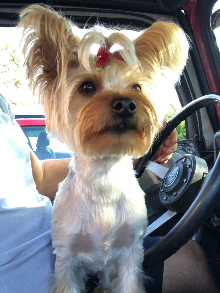 A small Yorkshire Terrier with a red bow on its head sits alertly on a person’s lap in the driver’s seat, demonstrating classic Yorkie behavior as it looks out the window. The steering wheel and part of the driver’s arm are visible.