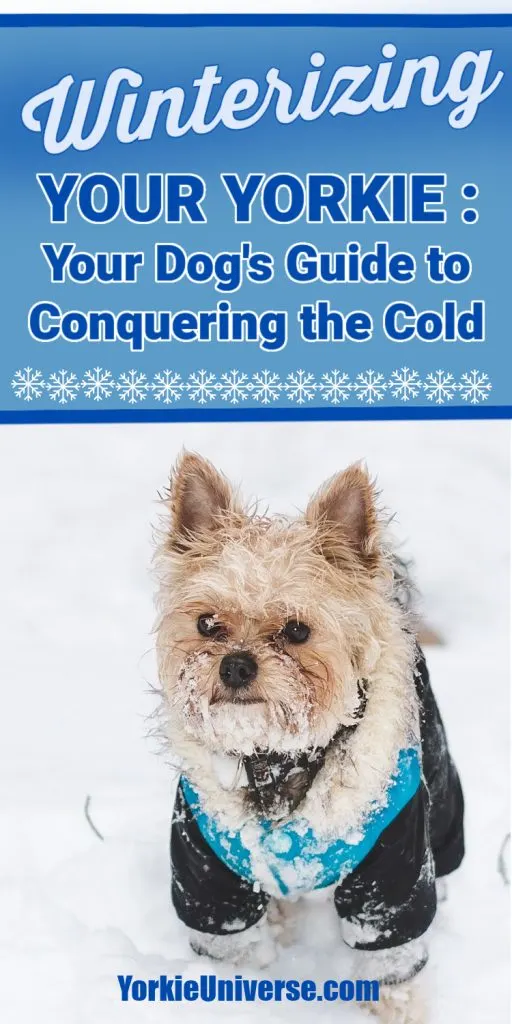 A small Yorkshire Terrier in a blue winter coat stands on snow, looking up. The image features the text: “Winterizing Your Yorkie: Your Dog’s Guide to Conquering the Cold” and “YorkieUniverse.com.” Perfect for Yorkie winter care tips!.
