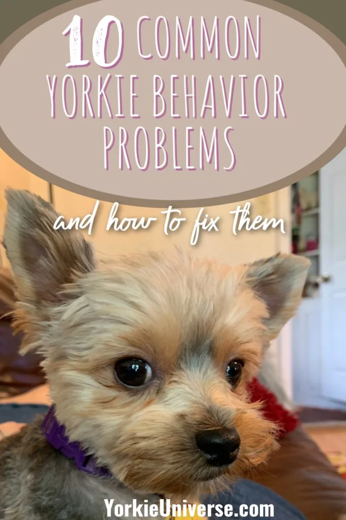 A close-up of a Yorkshire Terrier with a purple collar sits indoors. Text above reads, 10 common Yorkie behavior problems and training tips to fix them. The website YorkieUniverse.com is at the bottom.