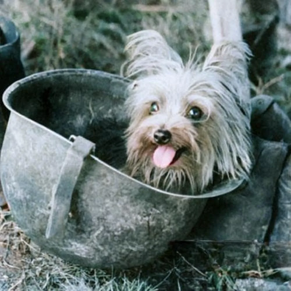 A small, scruffy Yorkshire Terrier with its tongue out sits inside a worn military helmet on the ground outdoors.