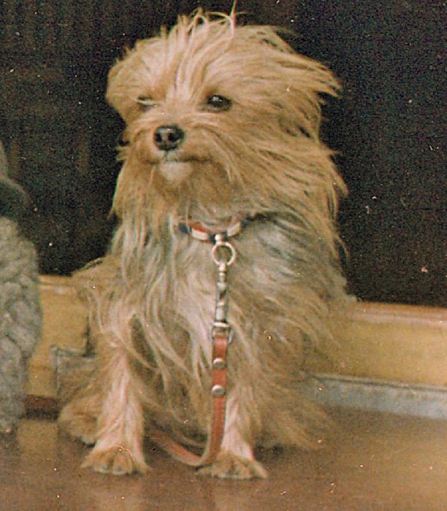 A small Yorkshire Terrier with long, shaggy tan fur sits indoors, wearing a collar and leash. The dog&rsquo;s fur covers part of its eyes and face, giving it a windswept appearance&mdash;just like many famous Yorkshire Terriers.