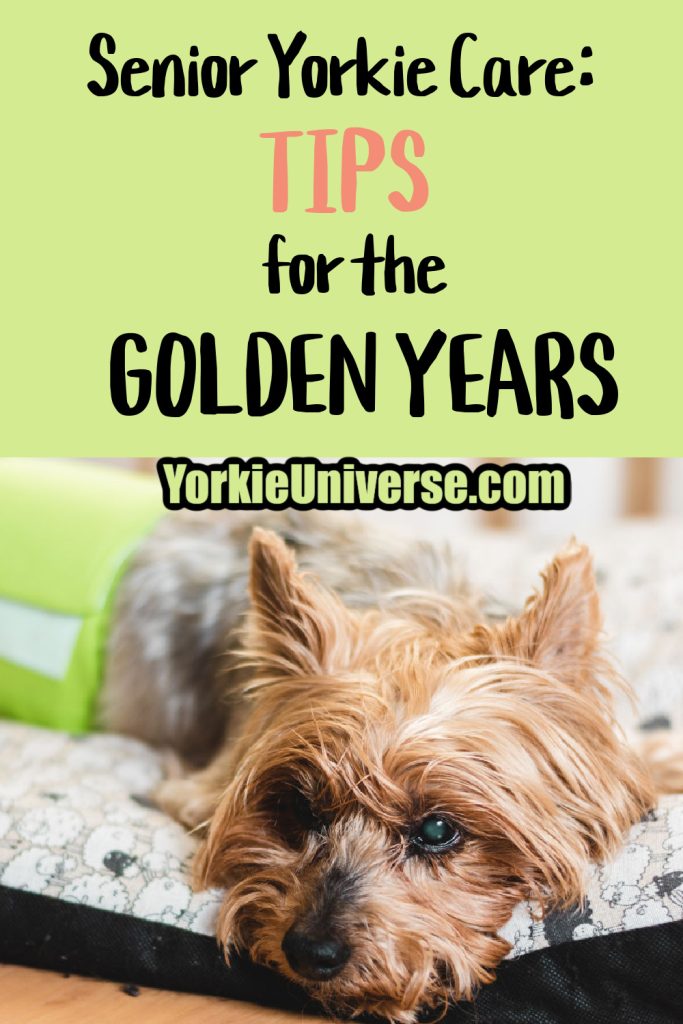 An elderly Yorkshire Terrier with a green bandage on its leg rests on a cushioned mat. Text reads: Senior Yorkie Care: TIPS for the GOLDEN YEARS. Find expert Yorkie tips at YorkieUniverse.com.