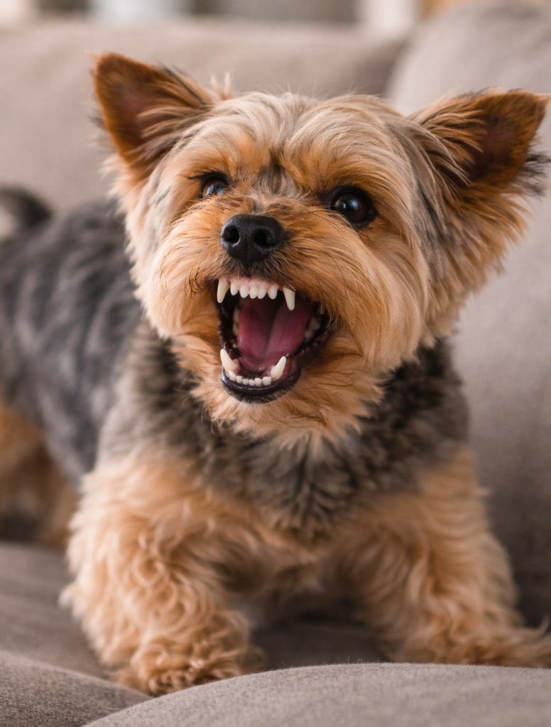 Snarling Yorkie.