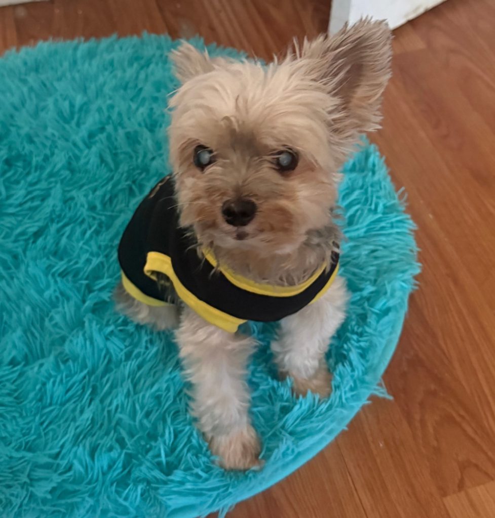 Yorkie on round rug.
